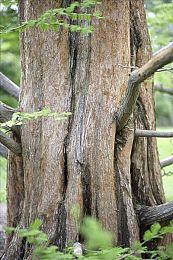 《NBA 2K22》首批球员评分揭晓 封面球员东契奇94分